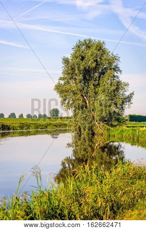 Crooked willow tree reflected in the mirror smooth water surface of a small stream on a windless day in the summer season.