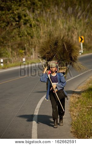Mae Salong, Thailand - January 28, 2008 : 
In the province of Mae Salong, north of Thailand. 
A woman of the Akha tribe, carries clumps of herbs and branches, which will be used to make the roof of houses in bamboo.