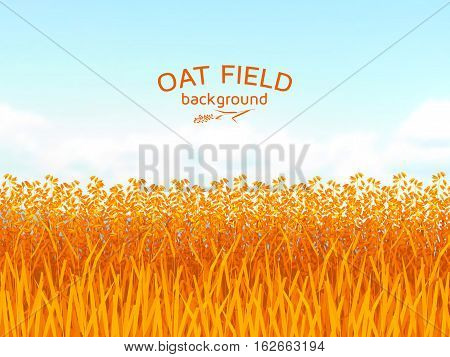 Oat field and blue sky background.  Colorful vector illustration.