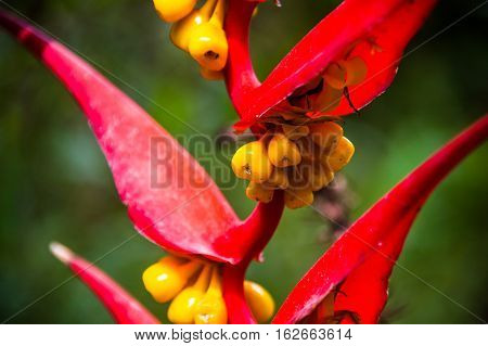 Heliconia collinsiana var collinsiana a pendent heliconia in fruit from Ecuador