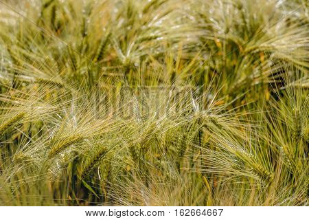 Closeup of ripening littlespelt ears toppled by the wind. It is summertime in the Netherlands.