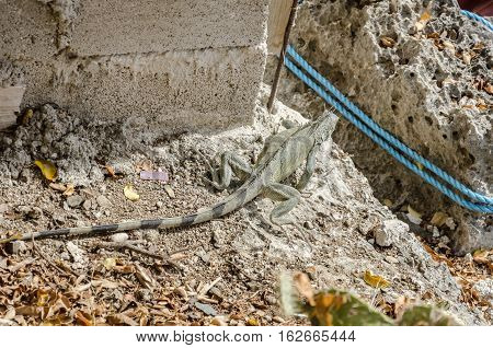 Close Up Of An Iguana 0(iguana Iguana)