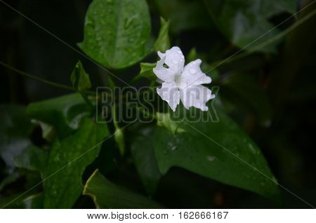 White Flower Fresh Morning Summer Spring Green Dark