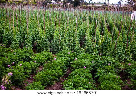 Rural farm with beans and potatoes, Ecuador