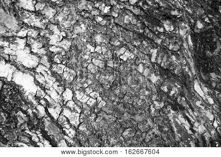 Grunge tree bark texture closeup image. Brown and grey wood background. White old tree bark. Cracked peel of rustic tree. Rough timber texture. Old oak bark macro backdrop. Timber photo for background