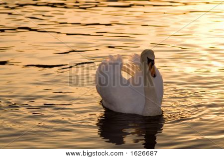 Swan i skumringen