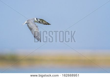 Little tern in Kalpitiya lagoon, Sri Lanka ; specie Sterna albifrons family of Laridae