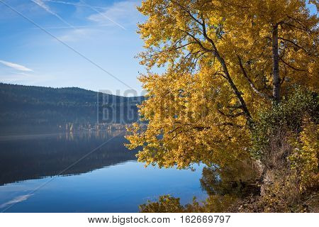 Yellow poplar on the shore of Titisee Lake in the sunny autumn day, Germany