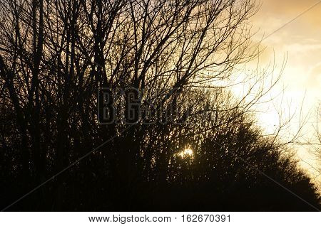 Sunlight Tree Silhouette Morning Sunset Evening Sky