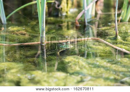 Bullfrog Hiding Among The Reeds In A Slimy Swamp