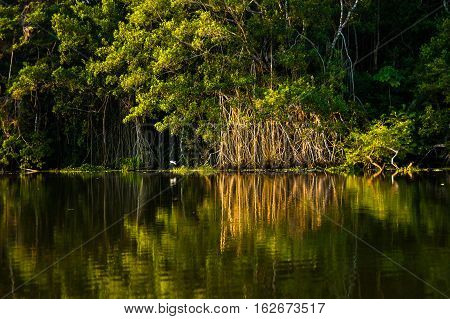 Reflected jungle in the Limoncocha lagoon in the Ecuadorian Amazon