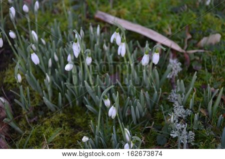 Snowdrop flower white wild green garden little