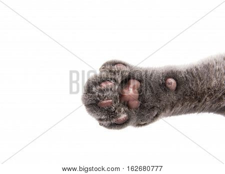 home  animal gray cat paw on white background