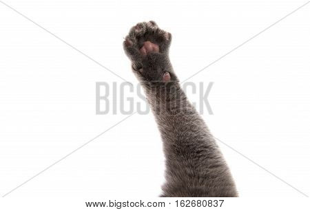 home  animal gray cat paw on white background