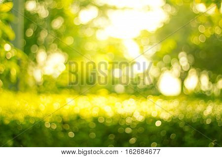 Blurred tree branch. Abstract spring background. Green natural background of out of focus forest or bokeh.