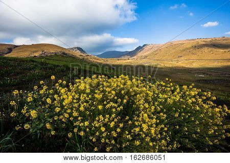 Yellow flowers in the foreground in an Ecuadorian Andean landscape