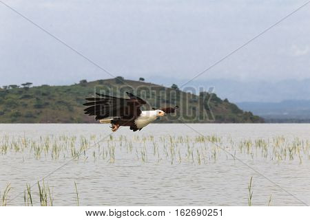 Fisher on the lake. Eagle. Baringo lake, Kenya