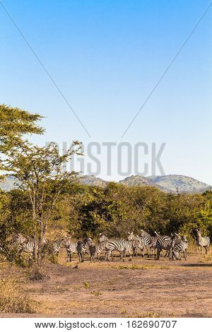 Herds of zebras in the savanna. Serengeti, Tanzanya