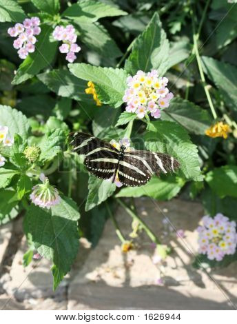 ゼブラ Longwing バタフライ