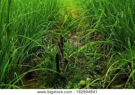 Field of rice plant.beautiful green of rice plant.