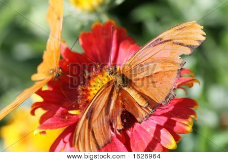 Julia Longwing Perhoset 