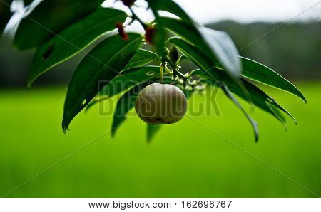 Field of rice plant.beautiful green of rice plant.