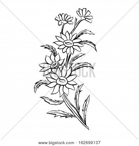Daisy wheels. Black outline on white background. Vector illustration