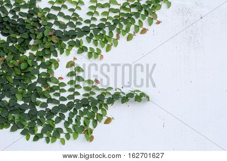 The White Wall with The Ivy. Green creeper on cement wall background