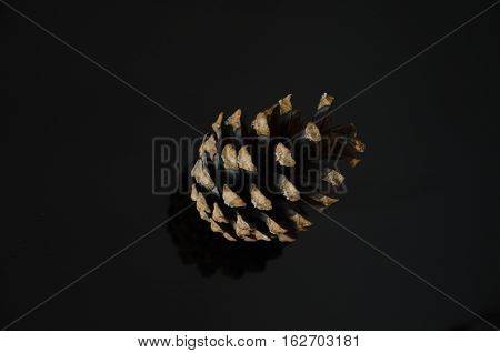 Pine cone on black background dark brown