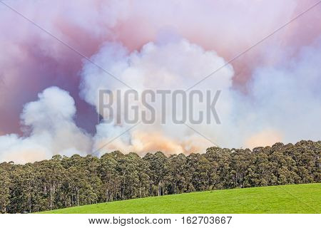 Forest Fire In Australia