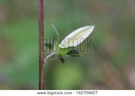 Flowering Nettle Leaved Bellflower Plant (campanula Trachelium)