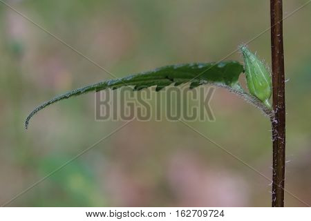 Flowering Nettle Leaved Bellflower Plant (campanula Trachelium)
