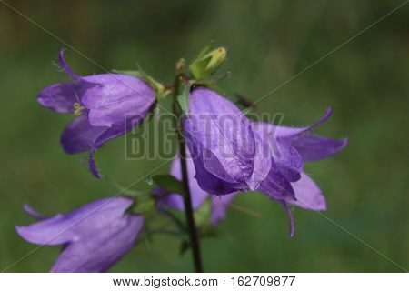 Flowering Nettle Leaved Bellflower Plant (campanula Trachelium)