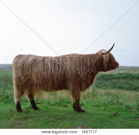 Highlandcow