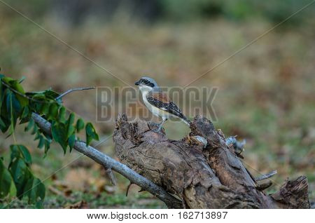 Bay-backed Shrike Bird Perching On A Branch