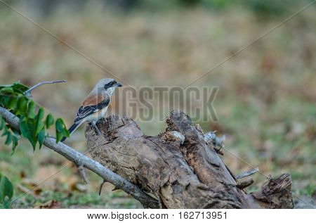 Bay-backed Shrike Bird Perching On A Branch