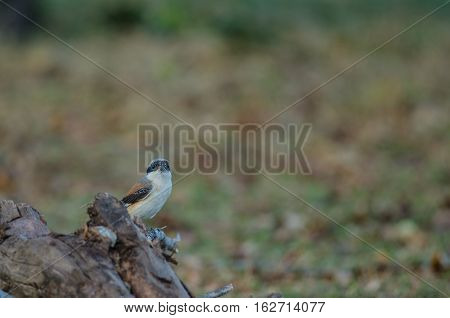 Bay-backed Shrike Bird Perching On A Branch