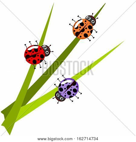 Ladybug On Leaf, Isolated On White Background, Vector Illustration