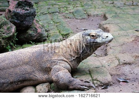 Komodo dragon in the wild on nature on the grass