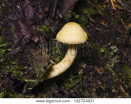 Sulphur Tuft Hypholoma fasciculare growing on old wood macro selective focus shallow DOF