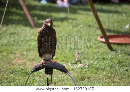 Harris Hawk (parabuteo Unicinctus) Sitting On A Ring