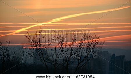 Tree without leaves in winter on sunset background