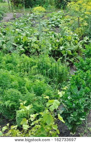 part of the vegetable garden: organically cultivated various vegetables in the vegetable garden vertical composition