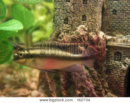 Kribensis