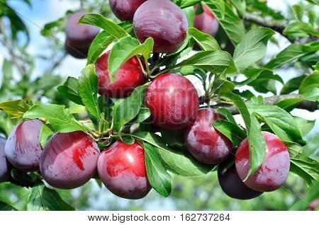 ripe plums on a tree branch in the orchard