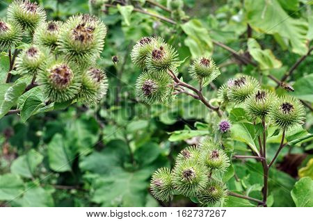 close-up of medical burdock (Arctium lappa) in the vegetable garden