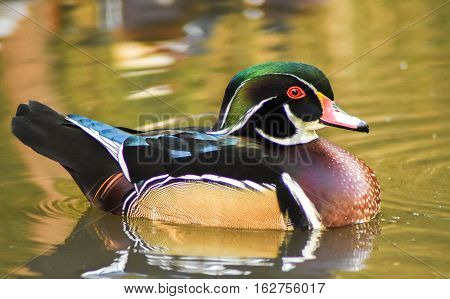Male wood duck swimming on green water.