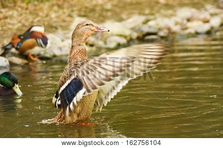 Duck wingspread on green water, closeup, isolated.