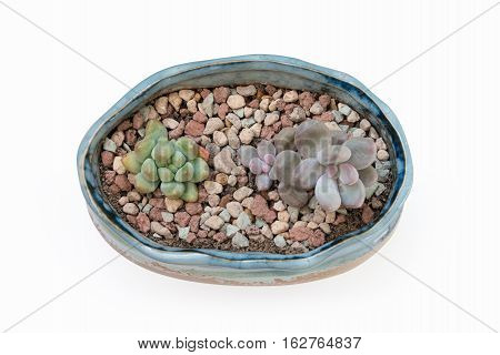 succulent plant in flowerpot isolated on white with clipping path