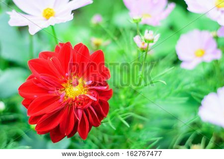 Chrysanthemum flowercloseup of red Chrysanthemum flower in full bloom